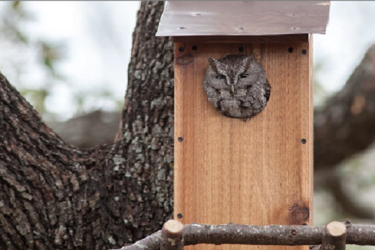 DIY Owl Box - Instructions - GSWA